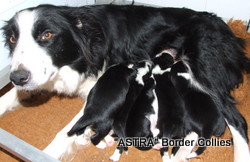 Tricolour female, Smooth to medium coat, border collie puppy